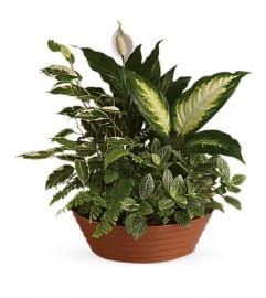 SERENE RETREAT PLANTER. An arrangement by Fine's Flowers.