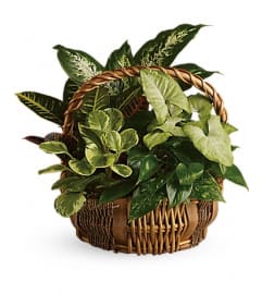 EMERALD GARDEN. An arrangement by Fine's Flowers.