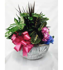 Decorated Dish Garden. An arrangement by Clark's House of Flowers.