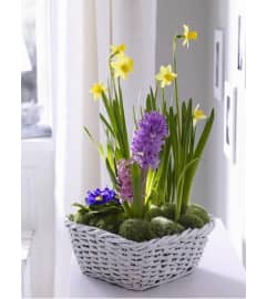 Bulb Garden. An arrangement by Fine's Flowers.