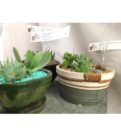 Succulent Garden. An arrangement by Vaillant Florist.