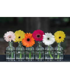 Blooming Rainbow. An arrangement by Loyalist Flowers.