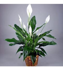 PEACE LILY - GREEN HOUSEPLANT. An arrangement by Flowers by Priscilla.