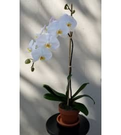 Single White Orchid Plant. An arrangement by Chelsea Florist, Inc.