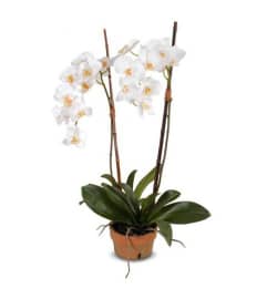 Double White Orchid. An arrangement by Chelsea Florist, Inc.
