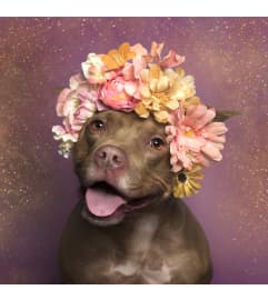 Holiday VASE WITH ASSORTED FLOWERS WITH 3 OR MORE RED ROSES. An arrangement by Flowers by Priscilla. Holiday VASE WITH ASSORTED FLOWERS WITH 3 OR MORE RED ROSES. An arrangement by Flowers by Priscilla.