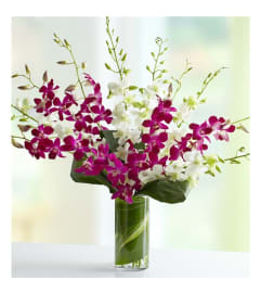 Orchids Embrace. An arrangement by Anthurium Gardens Florist.