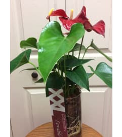 Anthurium. An arrangement by My Secret Garden.