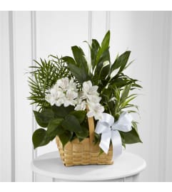 TROPICAL PLANT BASKET. An arrangement by Dupree's Root 88 Garden Center and Florist.