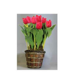 Tulip Plant In Basket. An arrangement by Belak Flowers.