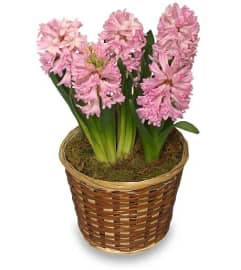 Potted Hyacinth Plant. An arrangement by Belak Flowers.