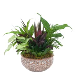 Ceramic Dish Garden. An arrangement by The Flower Patch Florist.