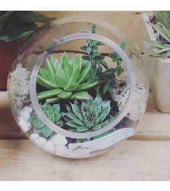 Succulent garden. An arrangement by Flowers by Veronika.