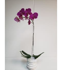Channel Orchid. An arrangement by Brickell Exclusive Blooms.
