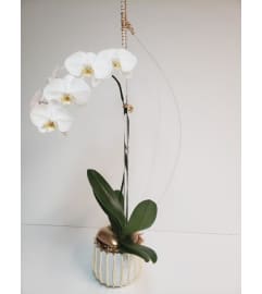 White Orchid and Acrylic. An arrangement by Aventura Blooming Petals.