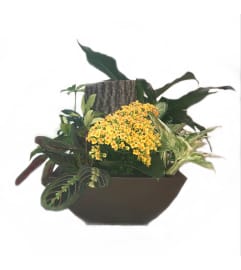 Rise'N'Shine. An arrangement by Goodman's Florist.