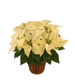Winter white Poinsettia. An arrangement by April Showers Floral Designs.