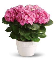 The Happy Hydrangea - Pink. An arrangement by Flowers of Jacksonville. The Happy Hydrangea - Pink. An arrangement by Flowers of Jacksonville.