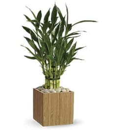 Good Luck Bamboo Plant. An arrangement by Flowers of Jacksonville.