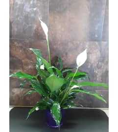 Peace Lily Spath. An arrangement by Flower Box.