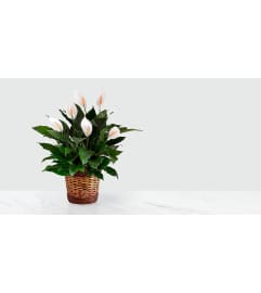 Peace Lily Houseplant. An arrangement by Rennix Flowers.
