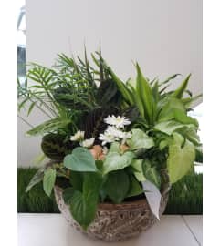 Customer Appreciation Dish Garden. An arrangement by Event Connoisseur Flowers and Gifts. Customer Appreciation Dish Garden. An arrangement by Event Connoisseur Flowers and Gifts.