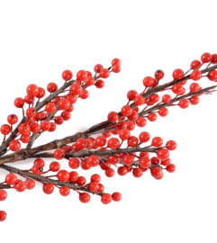Ilex. An arrangement by New Bloominghill Flowers.