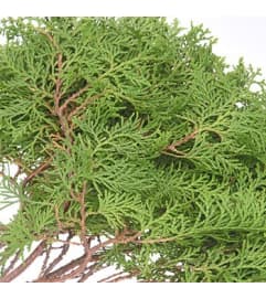 Cedar. An arrangement by New Bloominghill Flowers.