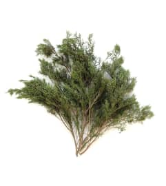 Blueberry Cedar. An arrangement by New Bloominghill Flowers.