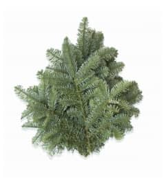 Noble Fir. An arrangement by New Bloominghill Flowers.