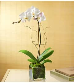 Elegant Phalaenopsis Orchid. An arrangement by Elegant Florist.