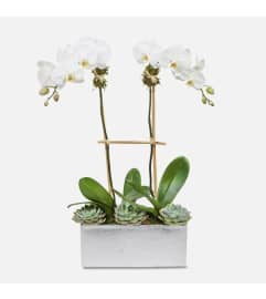 Desert Phalaenopsis. An arrangement by Elegant Florist.