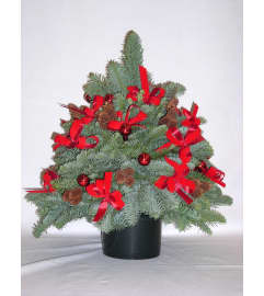 NOBLE FIRE TREE. An arrangement by Anderson's Flowers Inc.