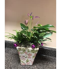 Seasonal Special Mix Plants. An arrangement by Flamingo Floral and Gifts. Seasonal Special Mix Plants. An arrangement by Flamingo Floral and Gifts.