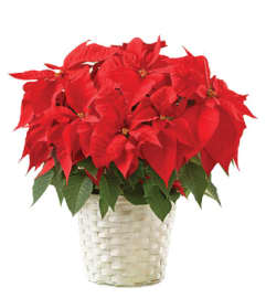 Vibrant Red Poinsettia Flowering Plant. An arrangement by Elegant Florist.