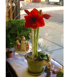 Amaryllis Plant in Ceramic Pot. An arrangement by Violeta's Flower Shop.