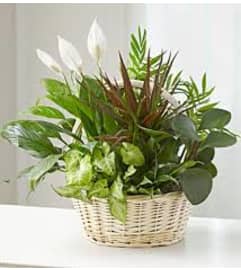 Unique Memory Dish Garden. An arrangement by Danville Florist.
