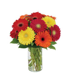 Gerberas Galore Bouquet. An arrangement by Burlington Flowers. Gerberas Galore Bouquet. An arrangement by Burlington Flowers.
