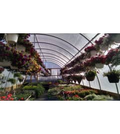spring hanging baskets. An arrangement by Roscommon Floral and Growing Up Greenhouse.
