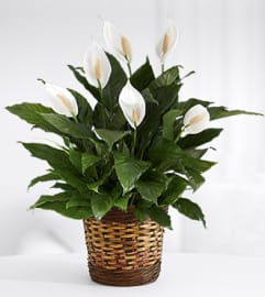 Spathiphyllum Plant. An arrangement by Tom's Florist.