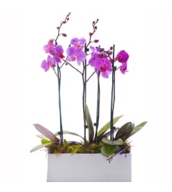 Purple Orchids Arrangement. An arrangement by Top Flower Designers.