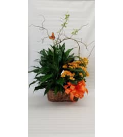 Combination Plant Basket (Color and Plants May Vary). An arrangement by Clemmons Florist Inc.. Combination Plant Basket (Color and Plants May Vary). An arrangement by Clemmons Florist Inc..