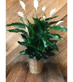 Flowering Peace Lily Plant. An arrangement by The Farm and Floral Market.
