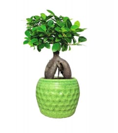grafted bansai. An arrangement by Triple A Florist.