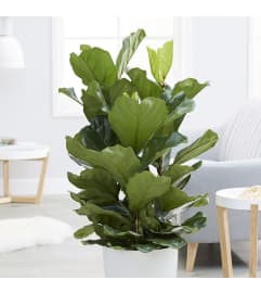 FICUS LYRATA PLANT. An arrangement by Elegant Florist.