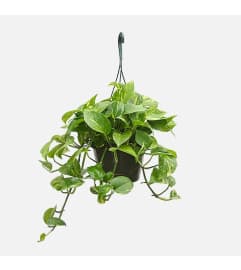 Hanging Golden Pothos. An arrangement by Elegant Florist.