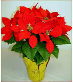 Christmas Poinsettia Red. An arrangement by Bouquets N Things.