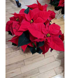 6'' Dressed up Poinsetta Red. An arrangement by Maezy's Petals.