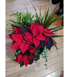8'' Tropical Poinsetta Christmas Pans. An arrangement by Maezy's Petals.
