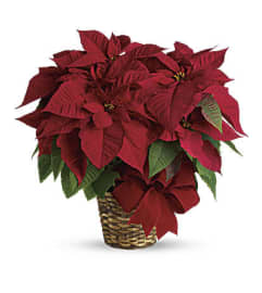 Christmas Poinsettia Plant. An arrangement by Love Story Florist.